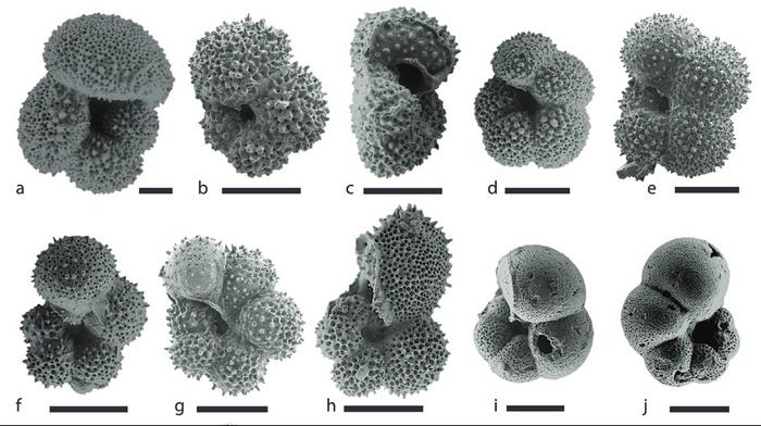 Foraminifera shells helped scientists piece together a picture of ocean movement during the Eocene period, where high atmospheric carbon levels caused the exchange of ocean waters to slow down.