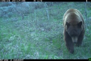 Wildlife camera photo of bear as part of the noise study