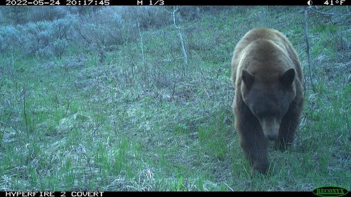 Wildlife camera photo of bear as part of the noise study