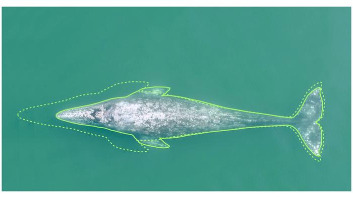 This schematic shows the difference in length between a PCFG gray whale born in 2020 vs one born prior to the year 2000. OSU researchers determined that a full-grown PCFG gray whale born in 2020 is expected to reach an adult body length that is 1.65 meters (about 5 feet, 5 inches) shorter than a gray whale born prior to 2000. For PCFG gray whales that grow to be 38-41 feet long at full maturity, that accounts for a loss of more than 13% of their total length.