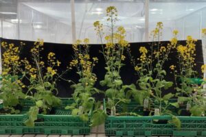 The experimental plants pollinated by bumblebees displayed significant differenes on limestone soil (r) and tuff soil (l).