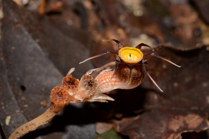 Thismia malayana live specimen.