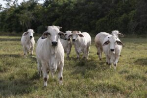 Brahman cattle.