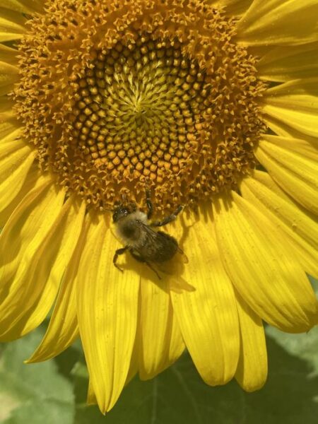 A bumblebee (Bombus impatiens) feeds from a sunflower.