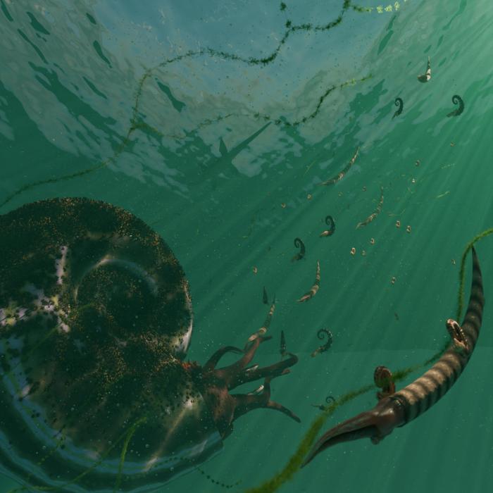 Ammonites basking under the Late Cretaceous sun. Artwork by Callum Pursall (@cpursall on X)