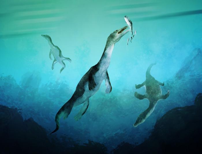 Reconstruction of the earliest sea-going reptile from the Southern Hemisphere: Nothosaurs swimming along the ancient southern polar coast, now part of New Zealand, around 246 million years ago. Artwork by Stavros Kundromichalis.