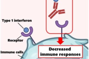 Normally, antibodies fight viruses, but sometimes they mistakenly attack the body's own defenses. This study suggests that some severe COVID-19 cases might be linked to these mistaken antibodies that block important immune system signals.