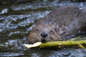 beaver building a dam