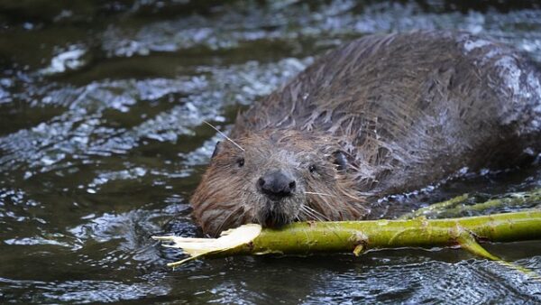 beaver building a dam