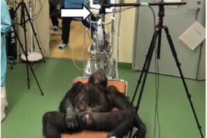 chimp on table