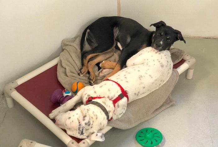 Mighty (in front) and Bo cuddle during a Virginia Tech-led study of the benefits of housing dogs together in animal shelters. The pair proved to be loving companions and chose to sleep together – even though a separate bed was provided. Photo courtesy of Erica Feuerbacher.