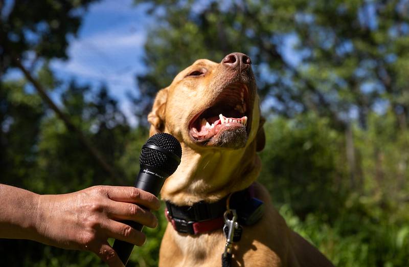 dog and microphone