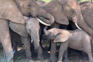 An elephant family comforts their calf during an afternoon nap under a tree in Samburu National Reserve, Kenya. Credit: George Wittemyer