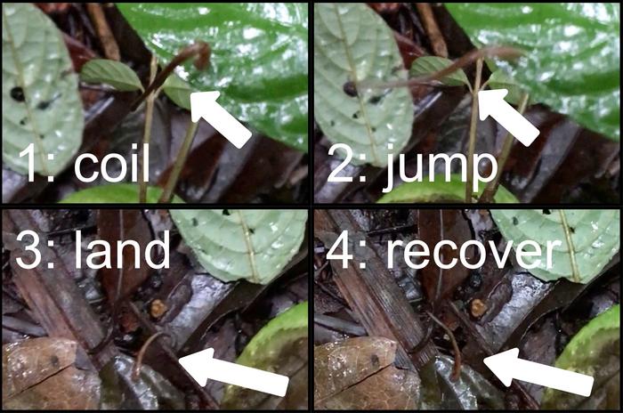 Screenshots capturing the first definitive videographic evidence that at least one leech species, Chtonobdella sp. from Madagascar, can jump. The images show the leech coiling back in preparation before launching itself into the air.