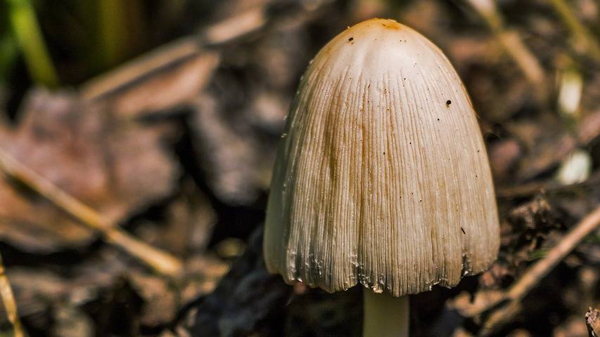 Magic Mushrooms Outpace MDMA as America’s Favorite Psychedelic, RAND Study Reveals