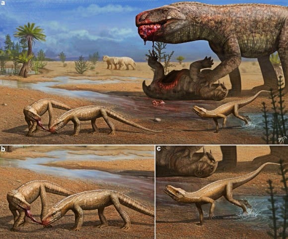 A Glimpse into the Triassic: Art Brings Ancient Brazil to Life This artistic recreation portrays a landscape from southern Brazil during the Middle to Late Triassic period, roughly 237 million years ago. Panel (a): A giant predator, Prestosuchus chiniquensis, dominates the scene, feasting on the remains of a dicynodont, a mammal-like reptile. Meanwhile, several smaller predators, Parvosuchus aurelioi, cautiously approach, hoping to snatch scraps of the meal. Panels (b) and (c): These close-up views showcase the details of individual Parvosuchus aurelioi. Image Credit: Matheus Fernandes
