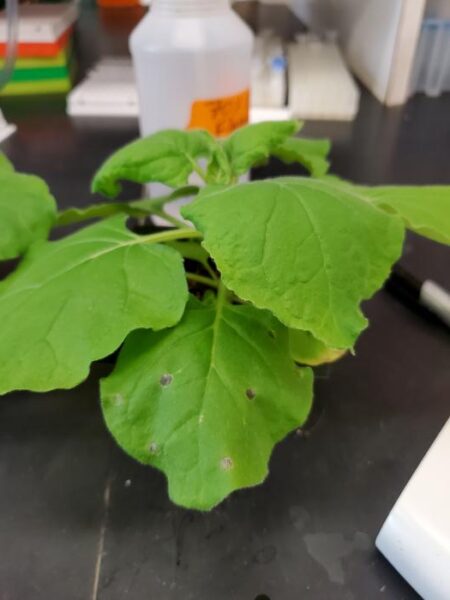 In a new study, scientists reprogrammed Nicotiana benthamiana plants to produce a diverse array of beneficial sugars that are found in breast milk, called human milk oligosaccharides.