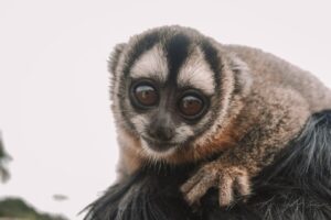 The best dads in the primate world? Owl monkey fathers take on the role of primary caregiver and only hand their babies back to their female partners for nursing.