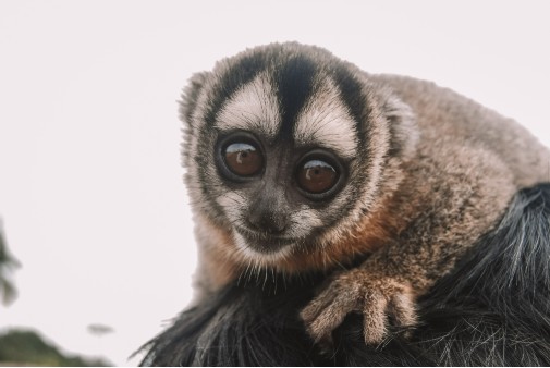 The best dads in the primate world? Owl monkey fathers take on the role of primary caregiver and only hand their babies back to their female partners for nursing.