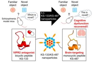 Nanoparticle-based drug delivery systems (DDS) containing peptides offer an innovative approach to effectively treat schizophrenia. Such DDSs hold significant potential to revolutionize therapeutic strategies against diseases that affect the central nervous system.