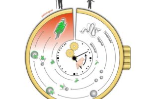 Visualization of a protein aggregation clock