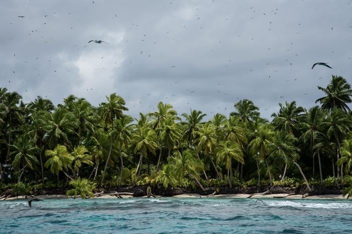 Sooty terns and other seabird species flying above a remote atoll island where rats are not present