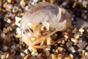 A sandhopper found around 30cm beneath the beach surface at Portwrinkle, Cornwall (UK). The creature had elevated its magnesium levels to enter a torpid state meaning it could survive the cold winter months