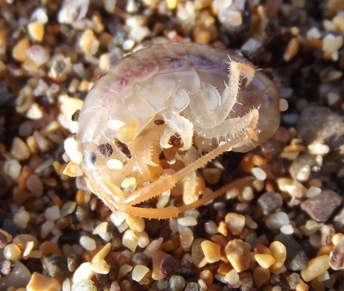 A sandhopper found around 30cm beneath the beach surface at Portwrinkle, Cornwall (UK). The creature had elevated its magnesium levels to enter a torpid state meaning it could survive the cold winter months