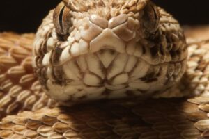 The venom of a West African carpet viper (Echis ocellatus) is one of the four venoms used to test the effect of the new 3D blood vessel model.