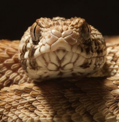 The venom of a West African carpet viper (Echis ocellatus) is one...                    </div>

                    <div class=