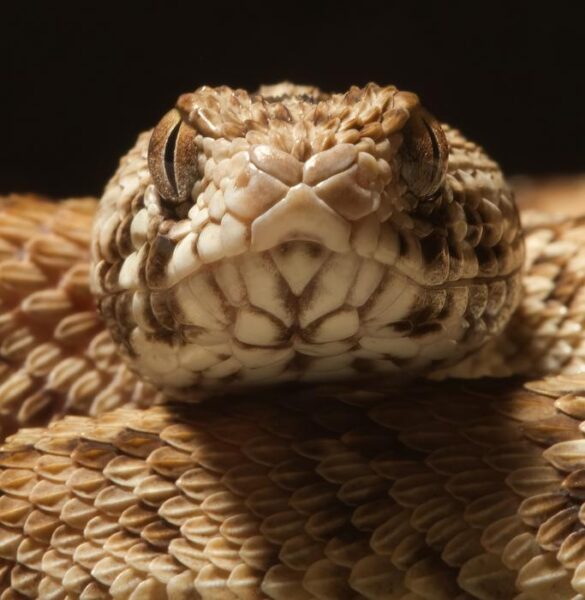 The venom of a West African carpet viper (Echis ocellatus) is one of the four venoms used to test the effect of the new 3D blood vessel model.