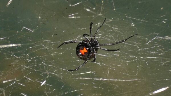 black widow spider