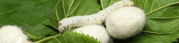 Silkworms and shrimp may help regenerate damaged skin and bone