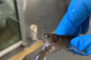 Crayfish in laboratory.