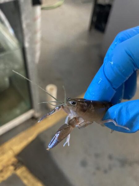 Crayfish in laboratory.