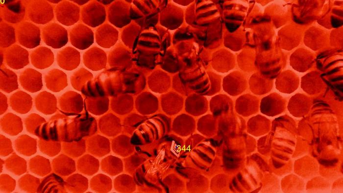 Under red light (used to film the bees without disturbing them), with one barcoded bee as detected by the image-analysis software and its personal identification number appears on the screen.