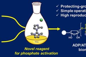 Researchers used a novel phosphate-activation reagent, 2-MeImIm-Cl, in an improved coupling reaction to increase the yield of ADP- or ATP-containing molecules. Unlike traditional reactions, the modified coupling reaction does not require protecting groups, is simple to perform and exhibits high reproducibility.