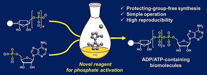 Researchers used a novel phosphate-activation reagent, 2-MeImIm-Cl, in an improved coupling reaction to increase the yield of ADP- or ATP-containing molecules. Unlike traditional reactions, the modified coupling reaction does not require protecting groups, is simple to perform and exhibits high reproducibility.
