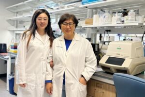 Researchers Rong Fan (left) and Soonkyu Chung (right) from the Department of Nutrition at the University of Massachusetts Amherst found that daily heat treatment improves metabolic health and insulin sensitivity in aging and menopause animal models.