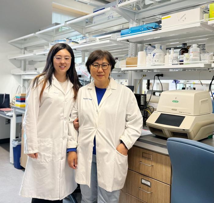 Researchers Rong Fan (left) and Soonkyu Chung (right) from the Department of Nutrition at the University of Massachusetts Amherst found that daily heat treatment improves metabolic health and insulin sensitivity in aging and menopause animal models.