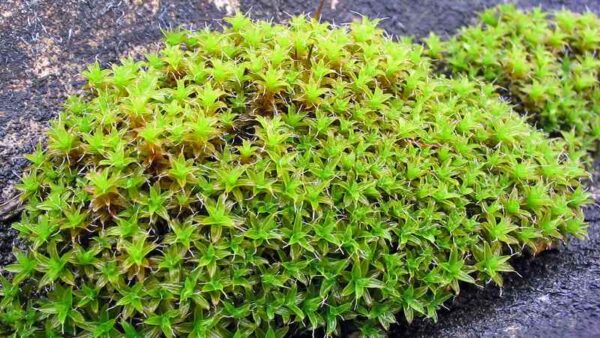 Tough Desert Moss Could Pave the Way for Life on Mars