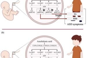 Arachidonic acid, which is released from phospholipid membranes, is metabolized to various epoxyeicosatrienoic acid (EET) compounds and subsequently to dihydroxyeicosatrienoic acids (diHETrE). This study revealed that high levels of 11,12- diHETrE in umbilical cord blood are associated with ASD symptoms, such as social affect (SA) and adaptive functioning. Additionally, lower levels of 8,9-diHETrE impacted repetitive/restrictive behaviors (RRB).