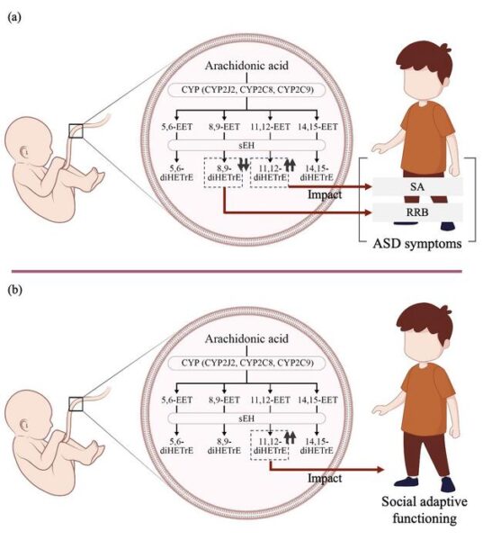 Arachidonic acid, which is released from phospholipid membranes, is metabolized to various epoxyeicosatrienoic acid (EET) compounds and subsequently to dihydroxyeicosatrienoic acids (diHETrE). This study revealed that high levels of 11,12- diHETrE in umbilical cord blood are associated with ASD symptoms, such as social affect (SA) and adaptive functioning. Additionally, lower levels of 8,9-diHETrE impacted repetitive/restrictive behaviors (RRB).