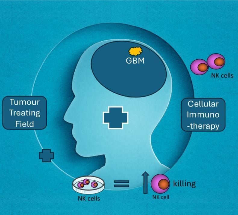 An infographic of how a potential combination therapy may work.