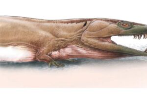 This image shows an artist's reconstruction of Gaiasia jennyae. Gabriel Lio has illustrated this newly discovered stem tetrapod species from Namibia. The creature was an apex predator that lived in the wetland areas of southern Gondwana approximately 280 million years ago.