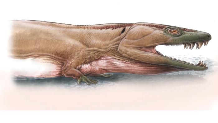 This image shows an artist's reconstruction of Gaiasia jennyae. Gabriel Lio has illustrated this newly discovered stem tetrapod species from Namibia. The creature was an apex predator that lived in the wetland areas of southern Gondwana approximately 280 million years ago.