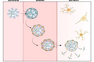 Researchers demonstrate exosomes loaded with fluorescent sensors that can pass through the blood-brain barrier (BBB) where the sensors light up in the presence of neurotransmitters linked to Alzheimer’s disease in the brain.