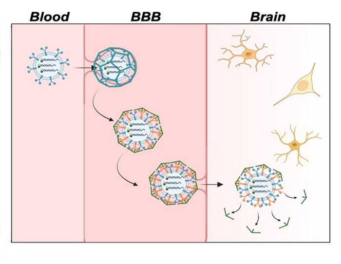 Researchers demonstrate exosomes loaded with fluorescent sensors that can pass through the blood-brain barrier (BBB) where the sensors light up in the presence of neurotransmitters linked to Alzheimer’s disease in the brain.