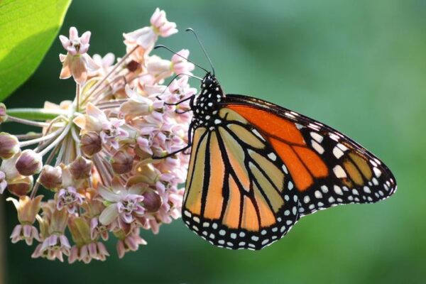 Monarch butterflies need help, and a little bit of milkweed goes a long way