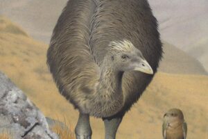 Crested Moa. Pachyornis australis. From the series ExSnct Birds of New Zealand., 2005, Masterton, by Paul MarSnson. Te Papa (2006-0010-1-19).